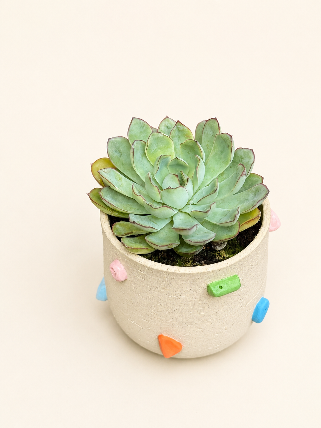Climbing Plant Pot