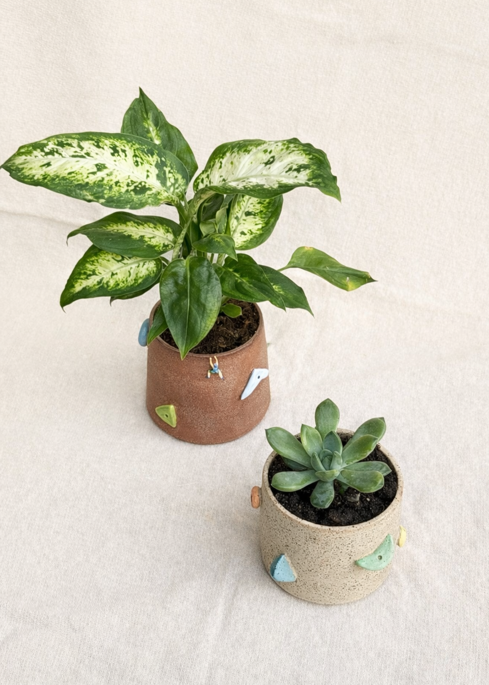 Climbing Plant Pot