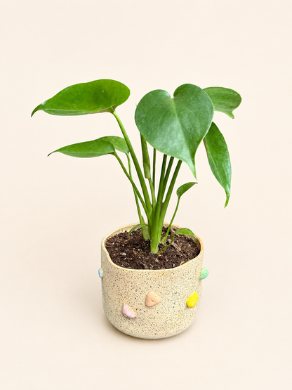 Climbing Plant Pot