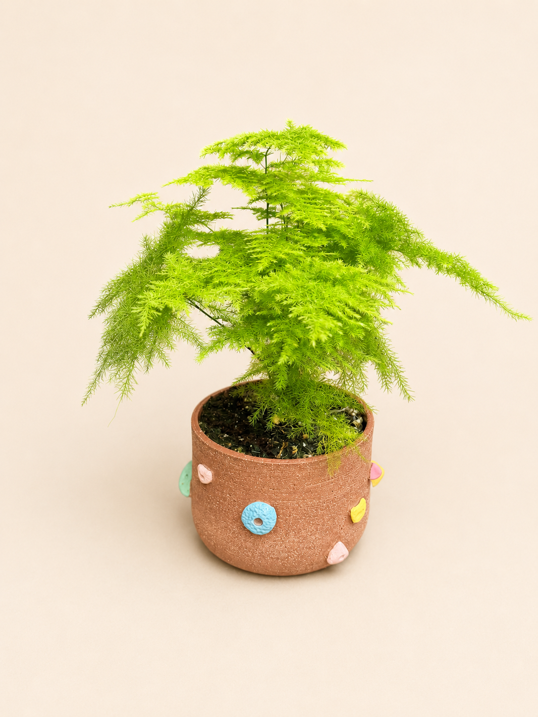 Climbing Plant Pot