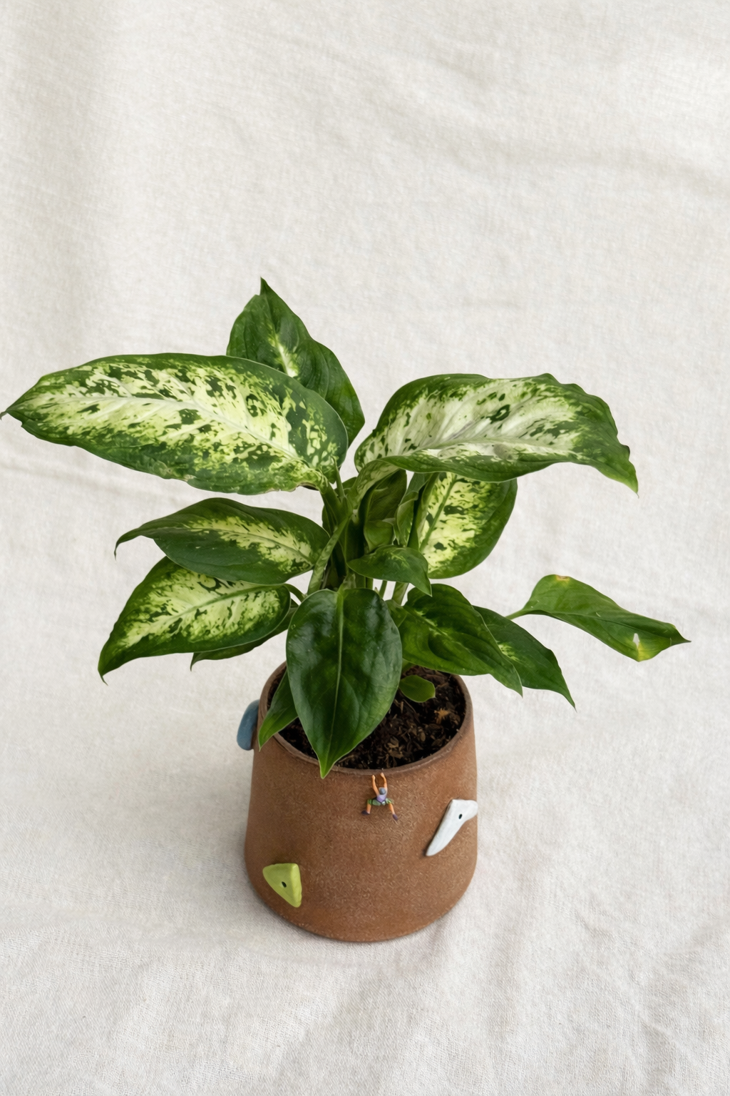 Climbing Plant Pot