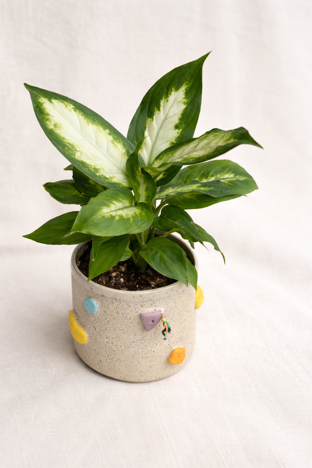 Climbing Plant Pot