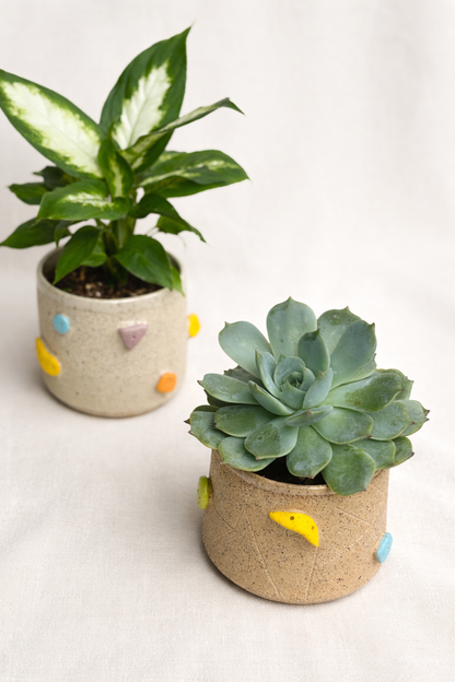 Climbing Plant Pot